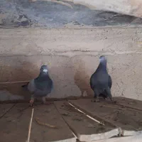 کبوتر مسافتی