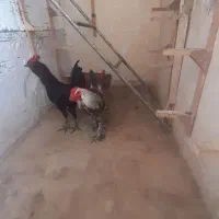 فروش خروس محلی اصل