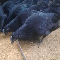 مرغ و خروس ایام سمانی