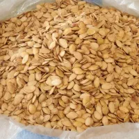 تخمه کدو گوشتی * دو آتیشه *  ۲۹۵/۰۰۰|خوردنی و آشامیدنی|قم, ولیعصر|دیوار