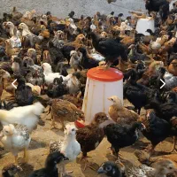 جوجه محلی گلپایگان