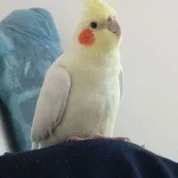 قهوه ساز