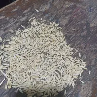 جو محلی|خوردنی و آشامیدنی|خواجه, |دیوار