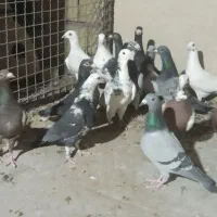 کبوتر جدید رسید