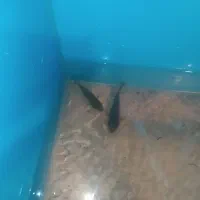 ماهی جک دمپسی|ماهی|مشهد, نیزه|دیوار