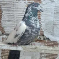 کبوتر پرشی|پرنده|گمیشان, |دیوار