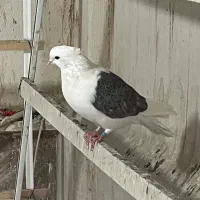 کبوتر ماده پشدار کاکلی|پرنده|کرج, حصارک بالا|دیوار