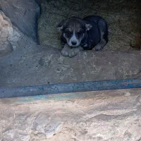 سگ پژدر خوب ماده|سگ|کرفتو, |دیوار