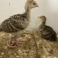 جوجه بوقلمون