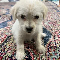 سگ پا کوتاه نژاد دار