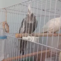 عروس هلندی وایت فیس ماده بسیار زیبا