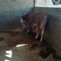 شوشتر