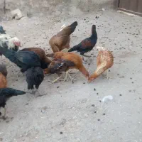 فروش مرغ و خروس لاری|حیوانات مزرعه|بشاریات, |دیوار
