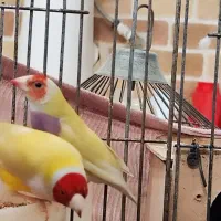 جفت فنچ گلدین|پرنده|باوی, |دیوار