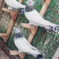 کفتر ماده سینه سربندی 3عدد|پرنده|شیراز, نیستان|دیوار