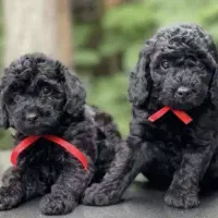 تاینی پودل توی پودل عروسکی /// Poodle toy|سگ|اصفهان, خانه اصفهان|دیوار