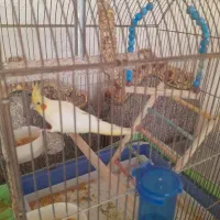 یک عدد عروس هلندی