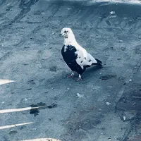 کفتر سینه دم سیاه