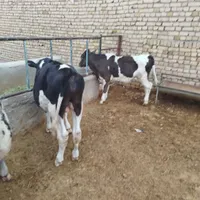 گاو گوساله|حیوانات مزرعه|تهران, آبشار تهران|دیوار
