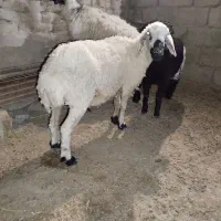 دو تا بز چاق ویک گوسفند ابسه