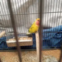 کوتوله نر‌‌ خوش رنگ|پرنده|اصفهان, شاهزاده ابراهیم|دیوار