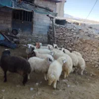 فروش ۱۳عددکاور بیشتر شون نرهستن