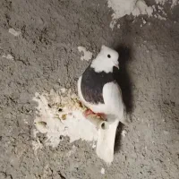 کبوتر طوقی ماده