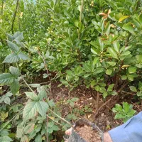 بوته تمشک اصلاح شده بدون خار|خدمات باغبانی و درختکاری|تولم شهر, |دیوار