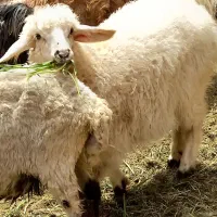 کور ماده ،بره نر ،و چپش