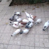 کبوتر کله دم سبز