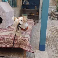 واگذاری پد خانگی|سگ|کرج, گوهردشت|دیوار