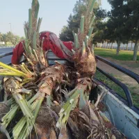پیارم .زاهدی. برحی . مضافتی