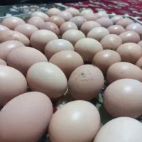 تخم مرغ محلی و نطفه دار کاملا ارگانیک