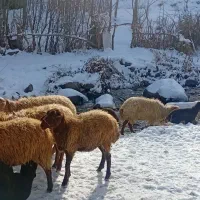 گوسفند بره دار جوان|حیوانات مزرعه|ورزقان, |دیوار