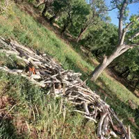 خرید چوپ و هرس باغ|خدمات باغبانی و درختکاری|ساوه, |دیوار