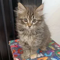 بچه گربه پرشین