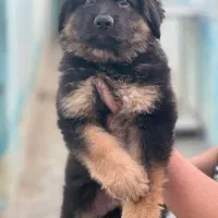 سگ ژرمن شپرد شولاین موبلند حرفه ای|سگ|تهران, باغ فیض|دیوار