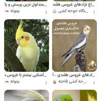 یک جفت طوطی عروس باقفس لونه و وسایل ۱۵۰۰