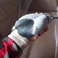 کبوترمسافتی آلمانی|پرنده|آمل, |دیوار