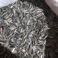 تخمه‌آفتاب‌گردون