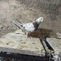 کبوترتی ماهی|پرنده|چرداول, |دیوار