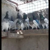 کفتر پاکستانی تیدی|پرنده|کهنوج, |دیوار