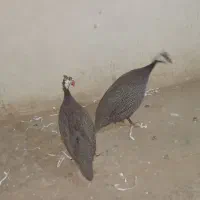 مرغ شاخ دار جفت|پرنده|اردکان, |دیوار
