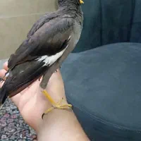 مرغ مینا رام و عروس هلندی نرماده رام|پرنده|ری, دولت‌آباد|دیوار