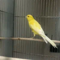 قناری نر بلند|پرنده|قم, هفت تیر|دیوار