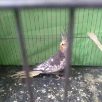 عروس هلندی سالم