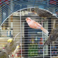 قناری نر شلاقی ماده آماده چمنی  لیزارد سرخ برفکی|پرنده|شهرضا, |دیوار