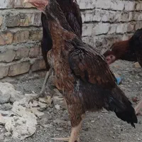 مرغ لاری اصیل نژاد دار|حیوانات مزرعه|سراوان, |دیوار