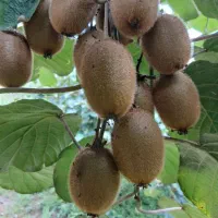 فروش عمده کیوی|عمدهفروشی|لاهیجان, لیل|دیوار