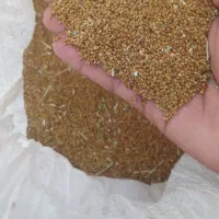 بذر یونجه محلی اصل|گل و گیاه طبیعی|کهنوج, |دیوار